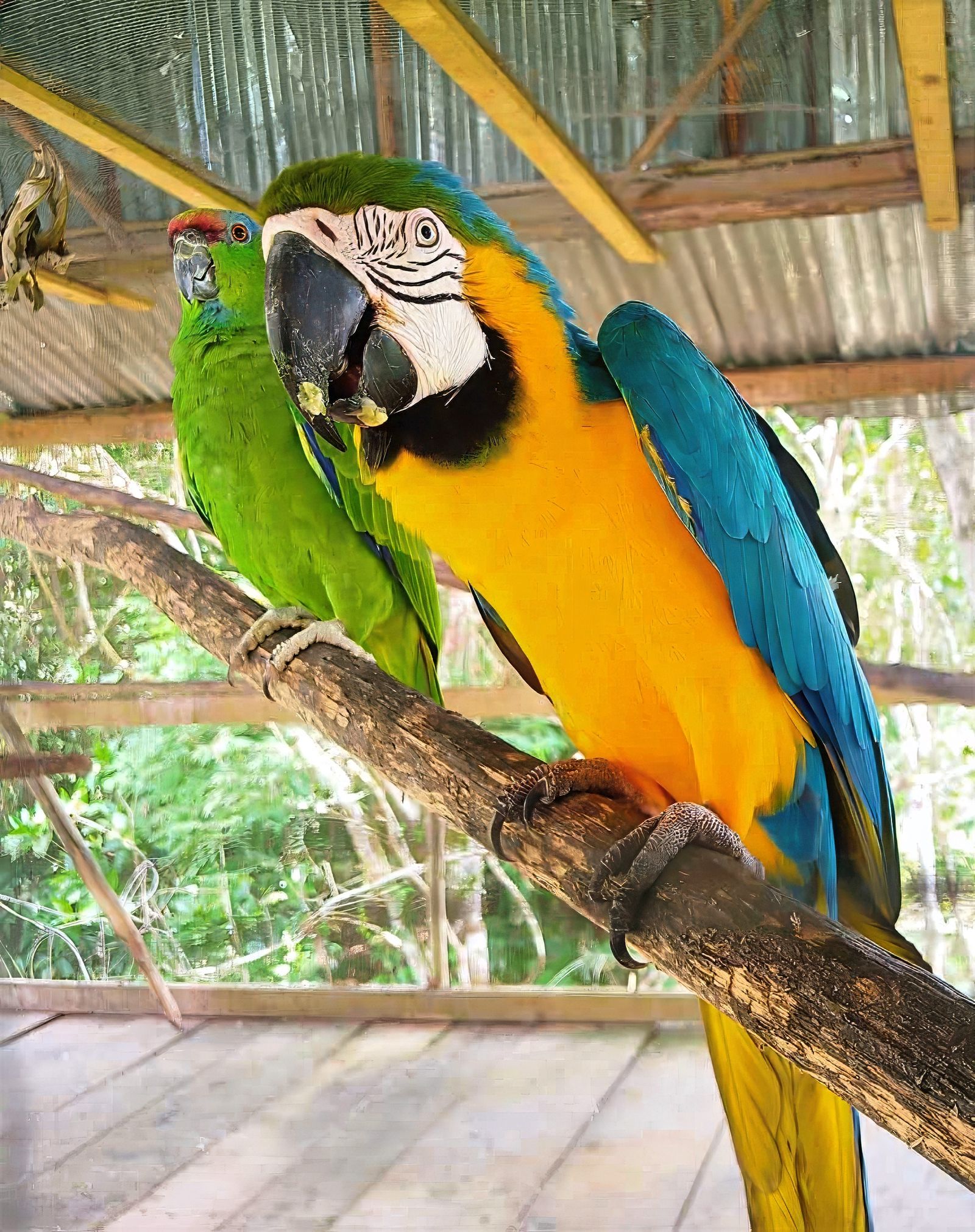 Couple perroquet IMG-20251004-WA0060.jpg