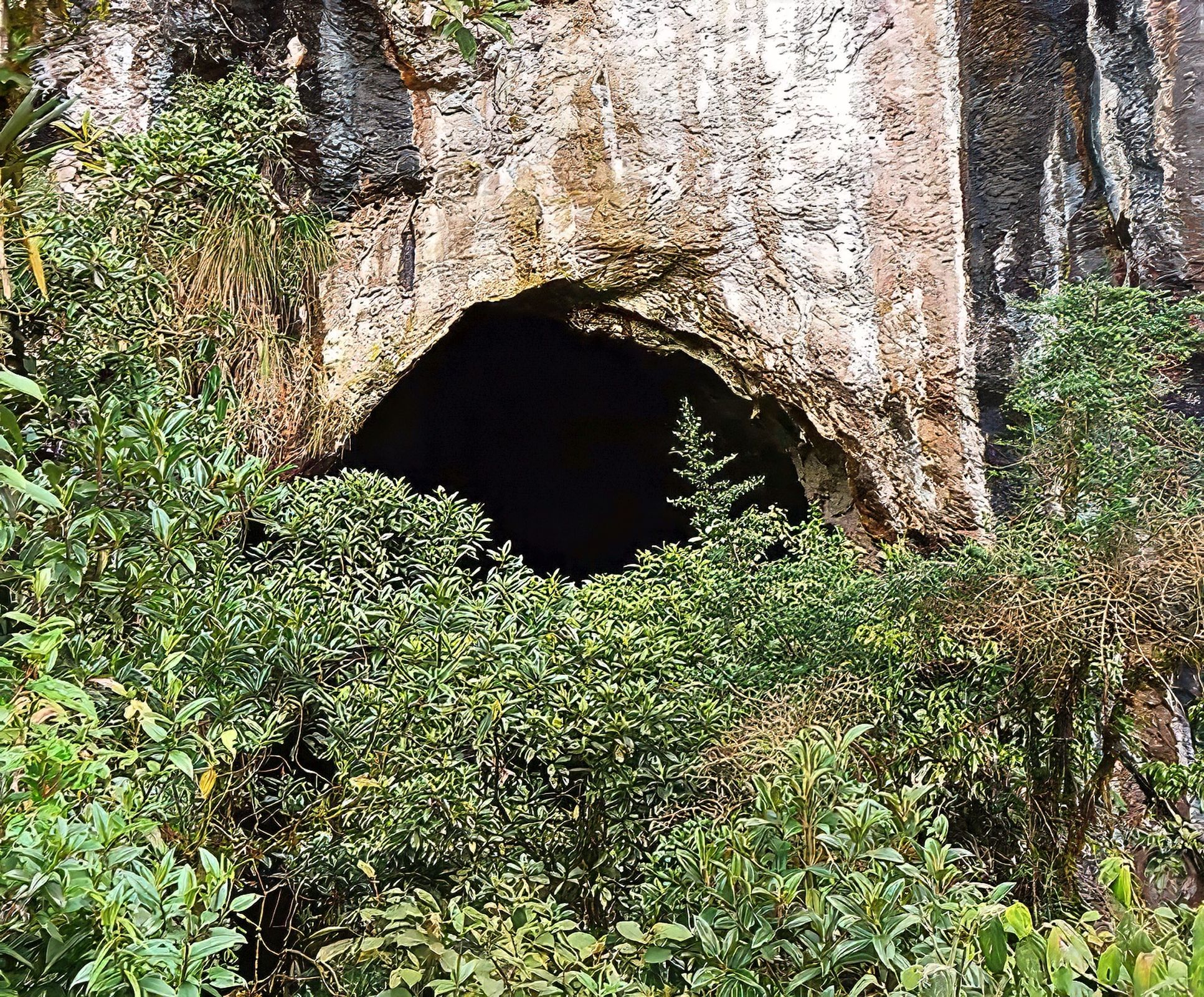 Voute noire foret.jpg